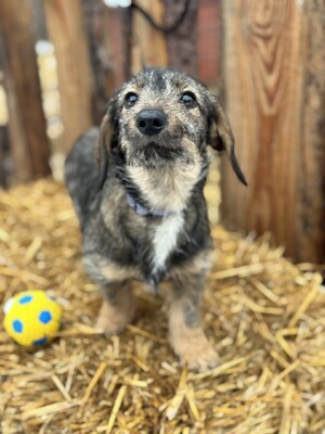 Snickers - liebe Dackel-Mix-Hündin sucht..., Dackel-Mix Welpen - Hündin