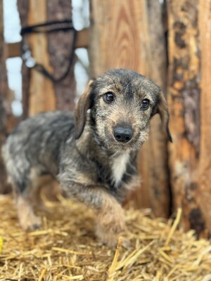 Snickers - liebe Dackel-Mix-Hündin sucht..., Dackel-Mix Welpen - Hündin