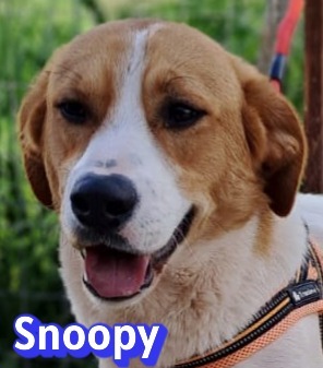 Snoopy, Mischling - Rüde
