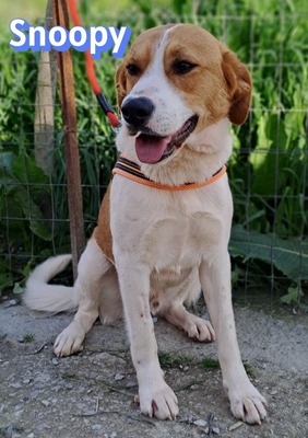 Snoopy, Mischling - Rüde