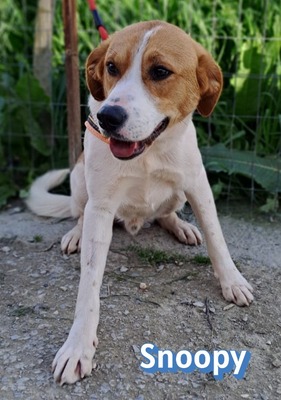 Snoopy, Mischling - Rüde