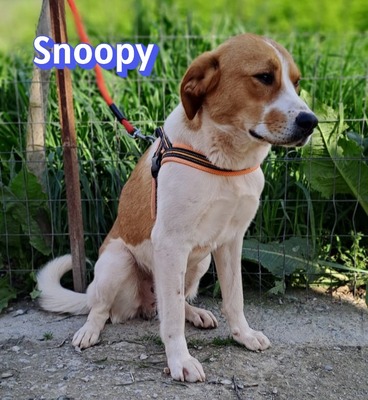 Snoopy, Mischling - Rüde
