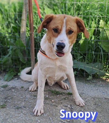 Snoopy, Mischling - Rüde