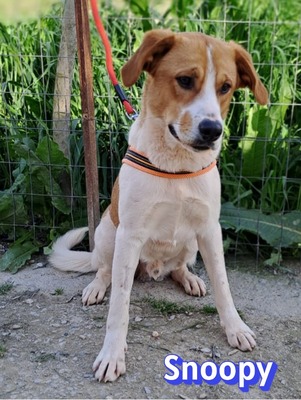 Snoopy, Mischling - Rüde