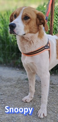 Snoopy, Mischling - Rüde