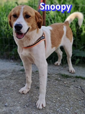 Snoopy, Mischling - Rüde