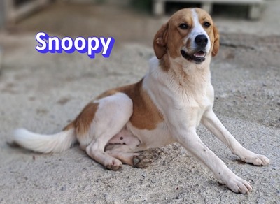 Snoopy, Mischling - Rüde