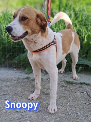 Snoopy, Mischling - Rüde
