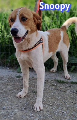 Snoopy, Mischling - Rüde