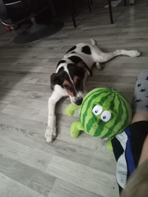 Snoopy, Mischling Welpen - Rüde