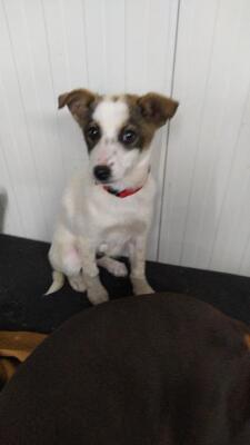 Snoopy, Mischling Welpen - Rüde