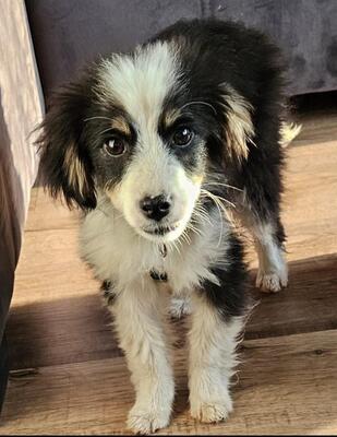 Snoopy, Mischling Welpen - Rüde