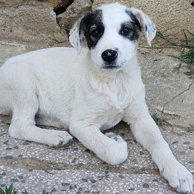 Snoopy - bringt alles mit, um ein treuer Freund fürs Leben zu werden., gr. Schäferhund-Mischling Welpen - Rüde