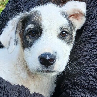 Snoopy - bringt alles mit, um ein treuer Freund fürs Leben zu werden., gr. Schäferhund-Mischling Welpen - Rüde