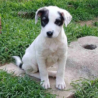 Snoopy - bringt alles mit, um ein treuer Freund fürs Leben zu werden., gr. Schäferhund-Mischling Welpen - Rüde