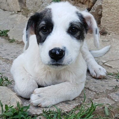 Snoopy - bringt alles mit, um ein treuer Freund fürs Leben zu werden., gr. Schäferhund-Mischling Welpen - Rüde