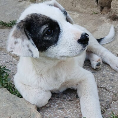 Snoopy - bringt alles mit, um ein treuer Freund fürs Leben zu werden., gr. Schäferhund-Mischling Welpen - Rüde