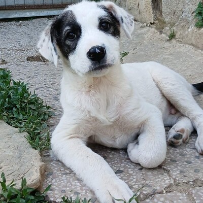 Snoopy - bringt alles mit, um ein treuer Freund fürs Leben zu werden., gr. Schäferhund-Mischling Welpen - Rüde