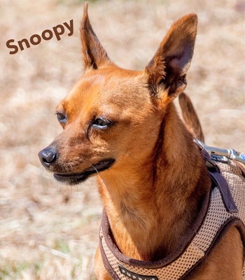 Snoopy - ein ganz netter Bursche, Zwergpinscher - Rüde