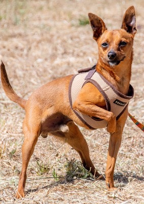 Snoopy - ein ganz netter Bursche, Zwergpinscher - Rüde