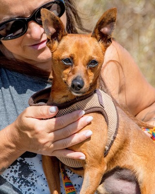 Snoopy - ein ganz netter Bursche, Zwergpinscher - Rüde