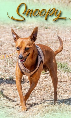 Snoopy - ein ganz netter Bursche, Zwergpinscher - Rüde