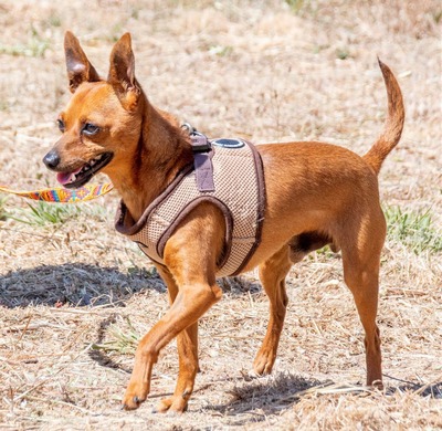 Snoopy - ein ganz netter Bursche, Zwergpinscher - Rüde