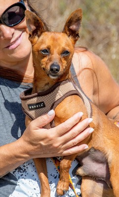 Snoopy - ein ganz netter Bursche, Zwergpinscher - Rüde