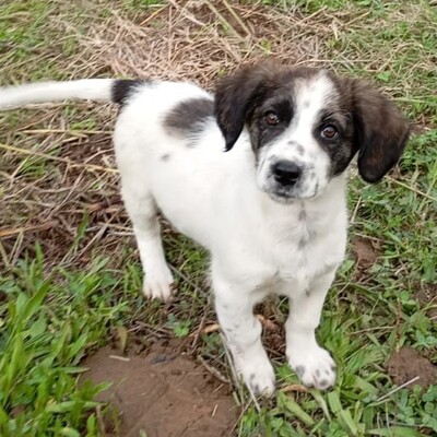 Snoopy -  ein sehr sanfter Charakter / Vorgemerkt