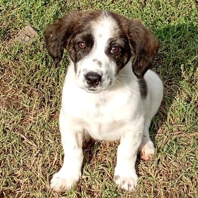 Snoopy - ein sehr sanfter Charakter / Vorgemerkt, Mischling Welpen - Rüde