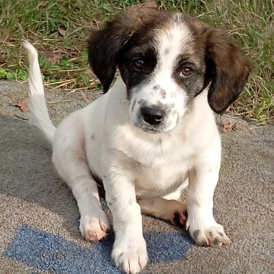 Snoopy - ein sehr sanfter Charakter / Vorgemerkt, Mischling Welpen - Rüde