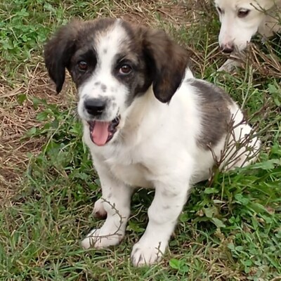 Snoopy - ein sehr sanfter Charakter / Vorgemerkt, Mischling Welpen - Rüde