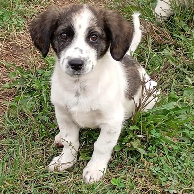 Snoopy - ein sehr sanfter Charakter / Vorgemerkt, Mischling Welpen - Rüde