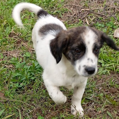 Snoopy - ein sehr sanfter Charakter / Vorgemerkt, Mischling Welpen - Rüde