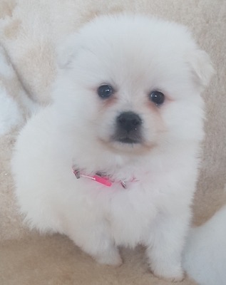 Snow, Pomeranian Welpen - Hündin