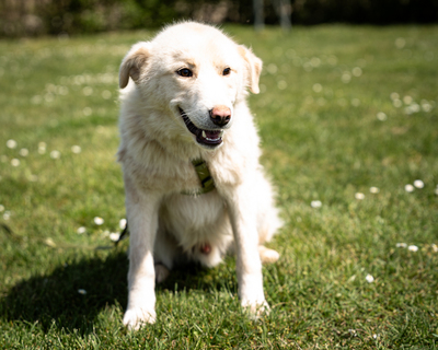 Snowy, mischling - Rüde