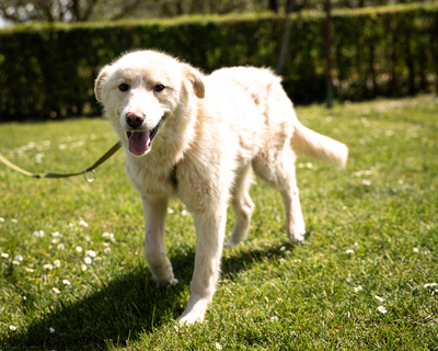 Snowy, mischling - Rüde