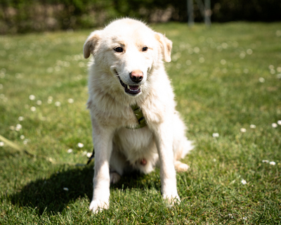 Snowy, mischling - Rüde