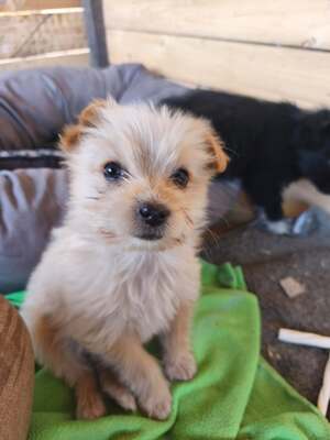 Snowy sucht ihr kleines großes Glück, Mischling Welpen - Hündin