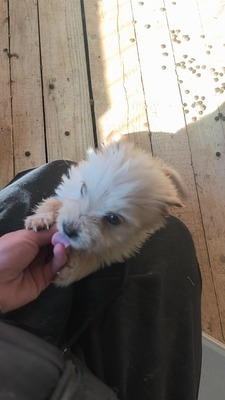 Snowy sucht ihr kleines großes Glück, Mischling Welpen - Hündin