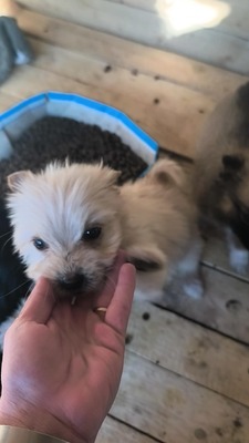 Snowy sucht ihr kleines großes Glück, Mischling Welpen - Hündin