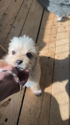 Snowy sucht ihr kleines großes Glück, Mischling Welpen - Hündin