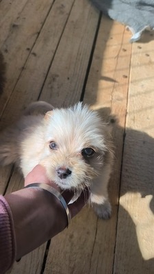 Snowy sucht ihr kleines großes Glück, Mischling Welpen - Hündin