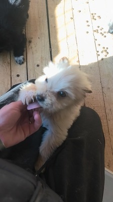 Snowy sucht ihr kleines großes Glück, Mischling Welpen - Hündin