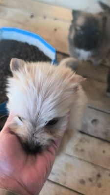 Snowy sucht ihr kleines großes Glück, Mischling Welpen - Hündin