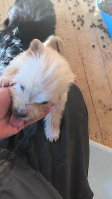 Snowy sucht ihr kleines großes Glück, Mischling Welpen - Hündin