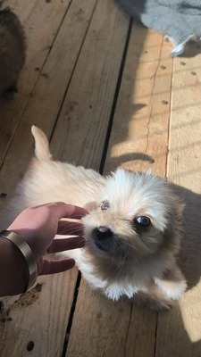 Snowy sucht ihr kleines großes Glück, Mischling Welpen - Hündin