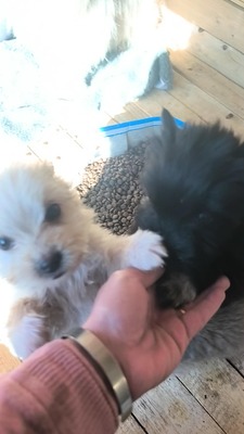 Snowy sucht ihr kleines großes Glück, Mischling Welpen - Hündin