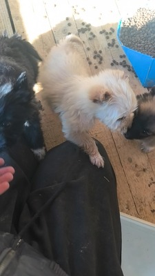 Snowy sucht ihr kleines großes Glück, Mischling Welpen - Hündin