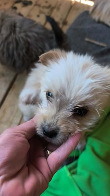 Snowy sucht ihr kleines großes Glück, Mischling Welpen - Hündin